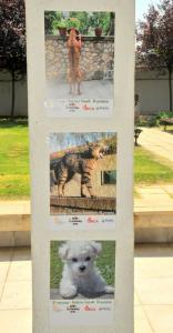 20190618 moj-ljubimac-2019 (11)