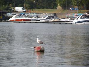 20190901 ratnoOstrvoDrugiDan (15) 800x600