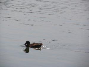 20190901 ratnoOstrvoDrugiDan (8) 800x600