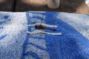 20190901 treciDanRatnoOstrvo (13)