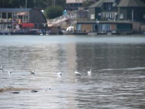 20190901 treciDanRatnoOstrvo (67)