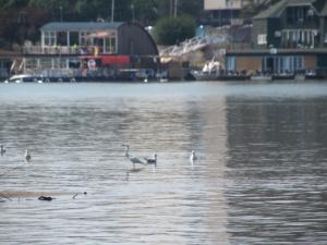 20190901 treciDanRatnoOstrvo (68)