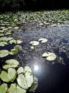 Izlet Obedska bara (27)