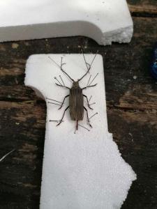 viber image 2021-07-13 13-22-37-934