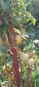 viber image 2021-07-15 11-28-59-093