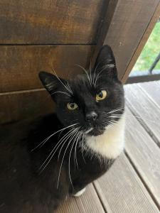 Brko - Lena Davidović peti razred