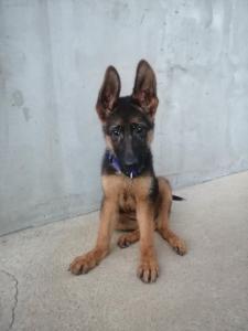 Mihajlo Kovačević 4 - Danijela Pavlovic