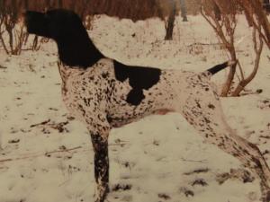 Василије Стевић prvi razred