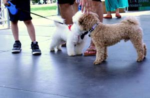 Moj-ljubimac 9-6-24-87 opt