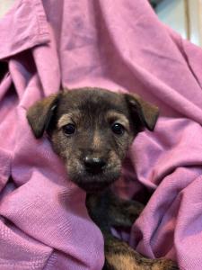 ejini-gremlini 2025-12-21 iP15-marija IMG 1204 web