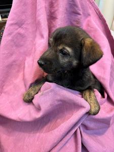 ejini-gremlini 2025-12-21 iP15-marija IMG 1212 web