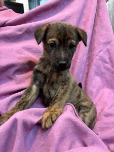 ejini-gremlini 2025-12-21 iP15-marija IMG 1218 web