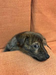 2026-01-09 iP7s-mira IMG 6222 web