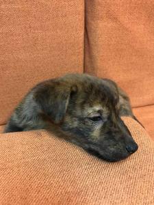 2026-01-09 iP7s-mira IMG 6223 web