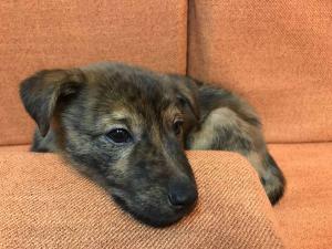 2026-01-09 iP7s-mira IMG 6225 web