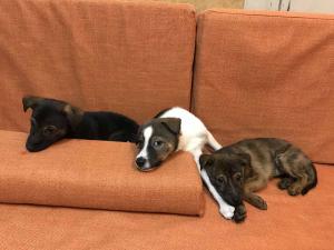 2026-01-09 iP7s-mira IMG 6228 web