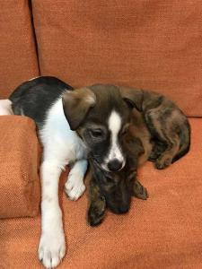 2026-01-09 iP7s-mira IMG 6229 web