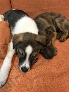 2026-01-09 iP7s-mira IMG 6240 web