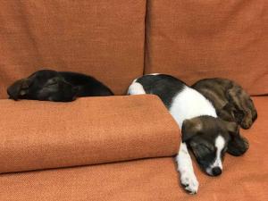 2026-01-09 iP7s-mira IMG 6244 web