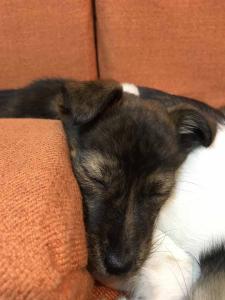 2026-01-09 iP7s-mira IMG 6249 web