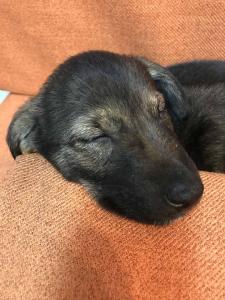 2026-01-09 iP7s-mira IMG 6250 web