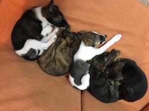 2026-01-09 iP7s-mira IMG 6260 web