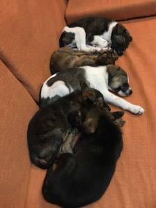 2026-01-09 iP7s-mira IMG 6261 web